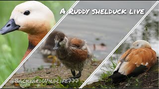 A ruddy shelduck with its chicks [4K]