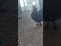 chicken screaming