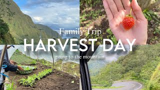 Harvest Day | Family Trip Goes To Sembalun