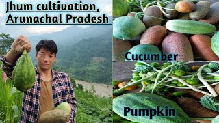 Jhum cultivation| Shifting cultivation| Agriculture method| Harvesting| Traditional Agriculture.