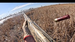 Snow Goose Jump Shoot (Super Close +💍)