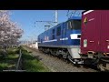 《jr貨物》 桃太郎クマイチくんことef210 901号機牽引の貨物列車 桜並木の横を通ります（r4.4.4）