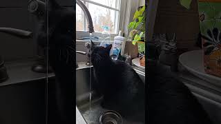 Squeaky Kitty In The Sink 💧 Morticia #funnycatvideo #funnycats #blackcatsmatter #blackcat 2023