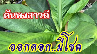 นางพญาหงสาวดีออกดอกมีโชค|ความเชื่อโบราณ|ไม่เชื่ออย่าลบหลู่|MameawMixers