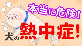 熱中症から愛犬を守る！熱中症の症状・冷やす場所・夏の散歩・留守番の注意点