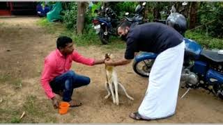 ഇന്നലെ മാളയിൽ തെരുവ് നായക്ക് ആരോ ഭക്ഷണത്തിൽ വിഷം കൊടുത്തു . ചികിത്സക്ക് ശേഷമുള്ള വിഡിയോ കാണൂ ❤.