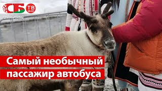 Северный олень проехался в автобусе | самый экзотический пассажир в Норильске