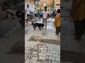 pitbull attack mode।। क्या पिटबुल इतना खतरनाक है।। shorts ytshorts dog pitbull