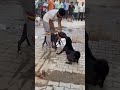 pitbull attack mode।। क्या पिटबुल इतना खतरनाक है।। shorts ytshorts dog pitbull