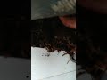 Compost removal