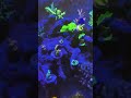 j’offre un zebrasoma gemmatum pour la saint valentin 💝🐠 poisson ultra rare aquarium