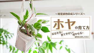 【水切れに強く育てやすい！】吊るせる観葉植物＊ホヤの育て方