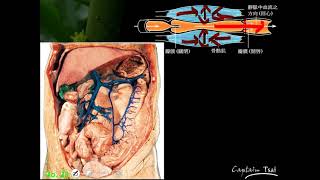 10801高三選修生物ch05 2 11門脈系統三數g
