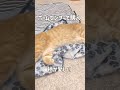 猫にホームセンターの冷感マットを試してみた cat 猫 catlover shorts