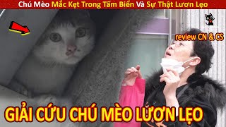 Giải Cứu Chú Mèo Mắc Kẹt Trong Tấm Biển Và Sự Thật Lươn Lẹo Phía Sau|| Review Con Người Và Cuộc Sống