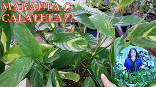 ES MARANTA O ES CALATHEA??