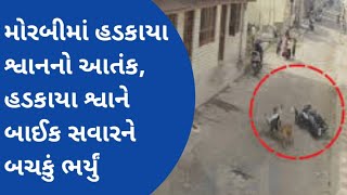 Morbi : હડકાયા શ્વાનનો આતંકહડકાયા શ્વાને બાઈક સવારને બચકું ભર્યું #gujarat #morbi #dog #cctv #video