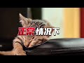 猫独自在家待着会很无聊吗？ 貓日常 貓日記 猫 萌宠