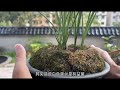 蕙蘭黔小荷發秋芽。三苗的蕙蘭黔小荷在一年中發了5苗新草。 精品蘭花 養花修心 養蘭人 蘭花日常管理