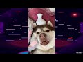 哈士奇爱装深沉 它只是在考虑拆家方案 二哈搞笑合集 ep2 silly husky on tiktok china ep2