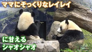 ママそっくりレイレイにわかりやすく甘えるシャオシャオ　シンシンに会いたいリーリー（2023/3/28）Giant Panda Xiao Xiao, Lei Lei, Shin Shin \u0026 Ri Ri