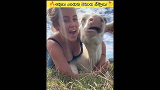 🔥ఆవులు ఎందుకు నెమురు వేస్తాయి🤔#shorts #viral