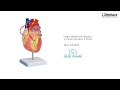 Heart Model with Bypass 2 Times Life Size 2 Parts EZG206 1920x1080