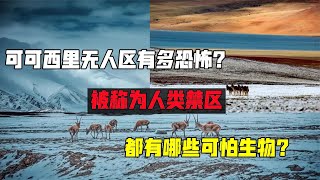 可可西里無人區有多恐怖？被稱為人類禁區，都有哪些可怕生物？