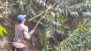 Mencari upa lalis tumbuh liar di hutan