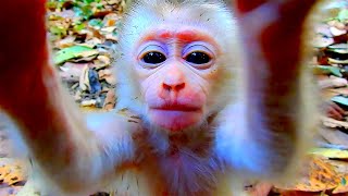 OMG!! Sweet monkey Lily comes to welcome \u0026 holds the cameraman like her friend.