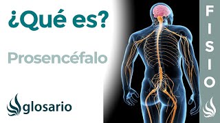 PROSENCÉFALO | Qué es, ubicación, función y lesiones