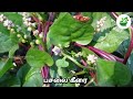 30 கீரை வகைகள் spinach types keerai vagaigal in tamil with images natural medicine in tamil