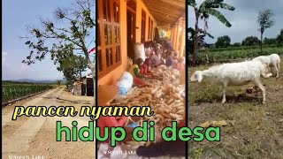 SEDERHANA..,sebuah potret kehidupan dan alam pedesaan Jawa ||suasana guyup panen jagung