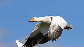 Waterfowl Hunting Overload