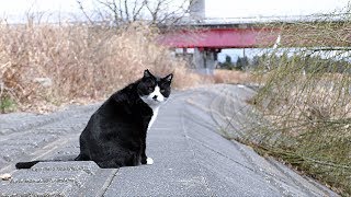 【地域猫】鶯の鳴く春の河原【魚くれくれ野良猫製作委員会】