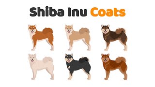 Podcast 10: Shiba Inu coats – All you need to know