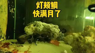 灯颊鲷快满月了，看看他们和刚来的变化吧