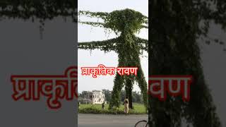 दशहरा पर्व चमत्कार #sorts #youtubeshort #trendingshorts #yuotubeshorts #दशहरास्टेटसविडियो #दशहरा