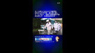 キノコ採りに出かけた76歳男性、26日から行方不明　妻を車に残して１人で山へ　軽装で携帯電話や食料は持たず　北海道岩見沢市 #Shorts