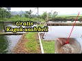 Trik ramuan pakan ikan gurami untuk mendobrak  randemen bisa maksimal pemula harus tau!