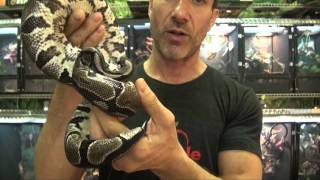 VPI Axanthic Ball Pythons For Sale. Buy at Big Apple Pet with Same Day Shipping.