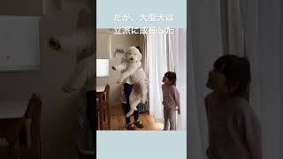 成長した大型犬はル○バにビビらない『ゴールデンドゥードル』#shorts