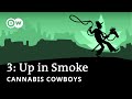 What happened when JuicyFields folded? - Cannabis Cowboys