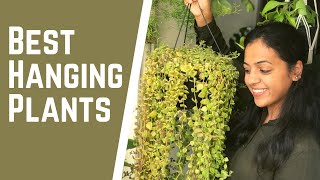 6 Best hanging plants for your home \u0026 balcony | Care \u0026 Hanging plant decoration tips