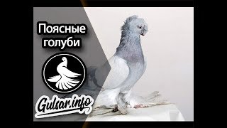 ПОЯСНЫЕ ДВУХЧУБЫЕ ГОЛУБИ /  PIGEONS / TAUBE