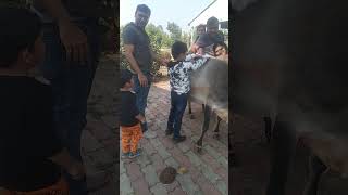 Calcutta pinjrapole society kamdhenu goushala cow cuddling