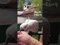 super unfriendly cockatoo 😡💔✋😢😞😆😆🤣