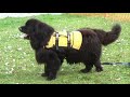 newfoundland the rescue dogs