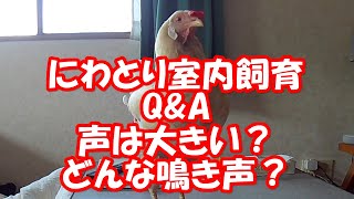 🐔📢にわとり室内飼育 Q\u0026A 声は大きい？どんな鳴き声？ How to Chicken indoor breeding 【鶏 オムツ 鳥 おむつ ペット ニワトリ】