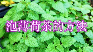 泡薄荷茶的方法/How to make mint tea「 我的空中花園 」法蘭茲家庭美食